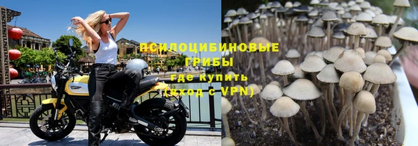 индика Богданович